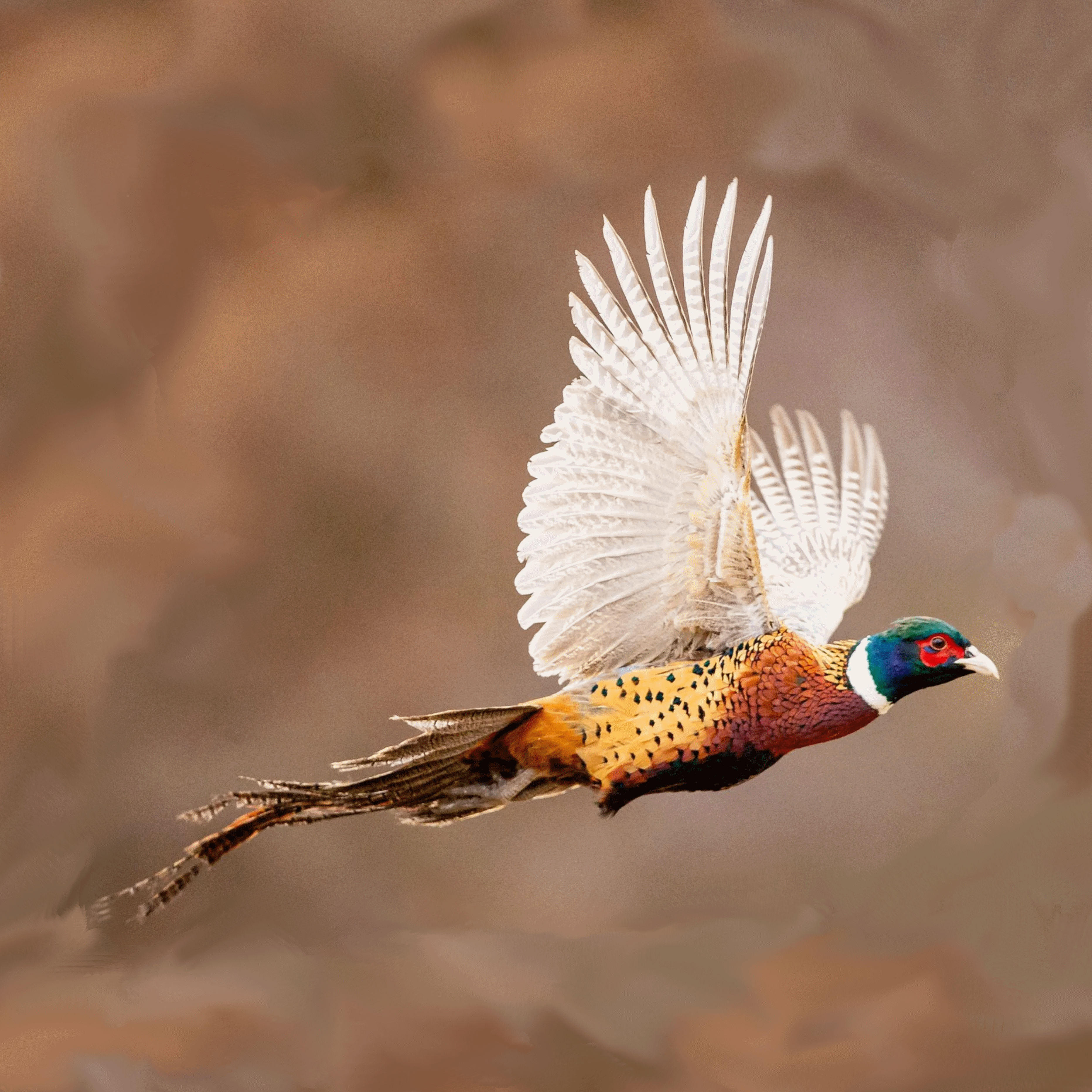 Click here for info on hunting day-trips